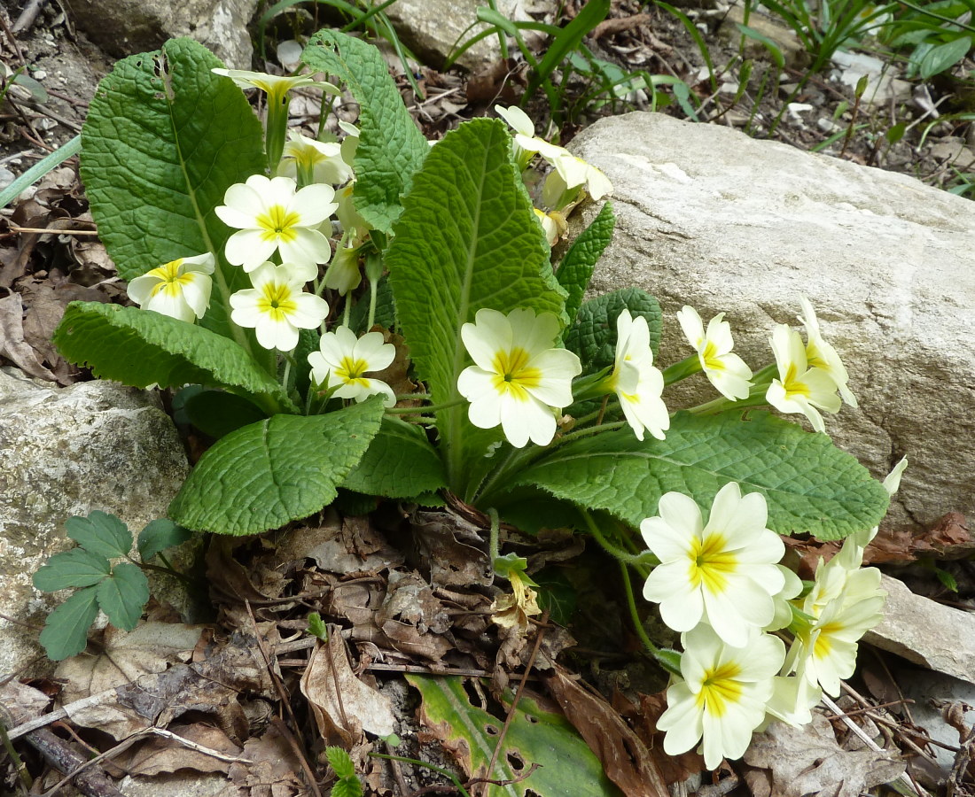 Image of Primula vulgaris specimen.