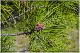 Pinus sibirica. Побег с мужскими стробилами. Свердловская обл., Пригородный р-н, гора Дыроватик. 26.05.2012.