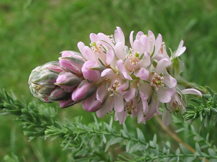 Image of Myricaria germanica specimen.