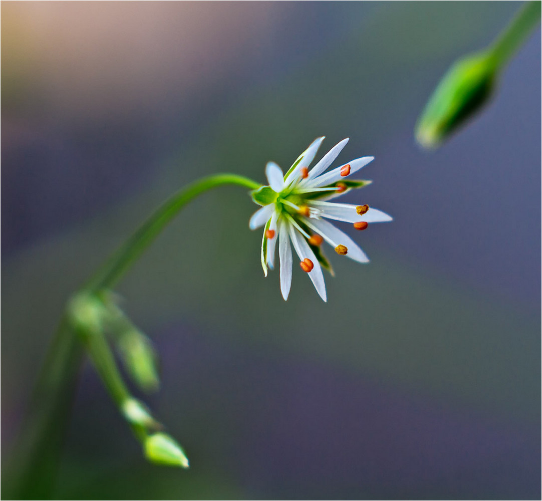 Image of Stellaria graminea specimen.