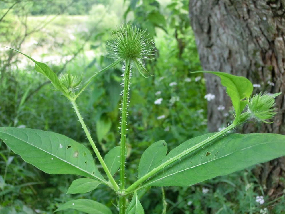 Изображение особи Dipsacus strigosus.