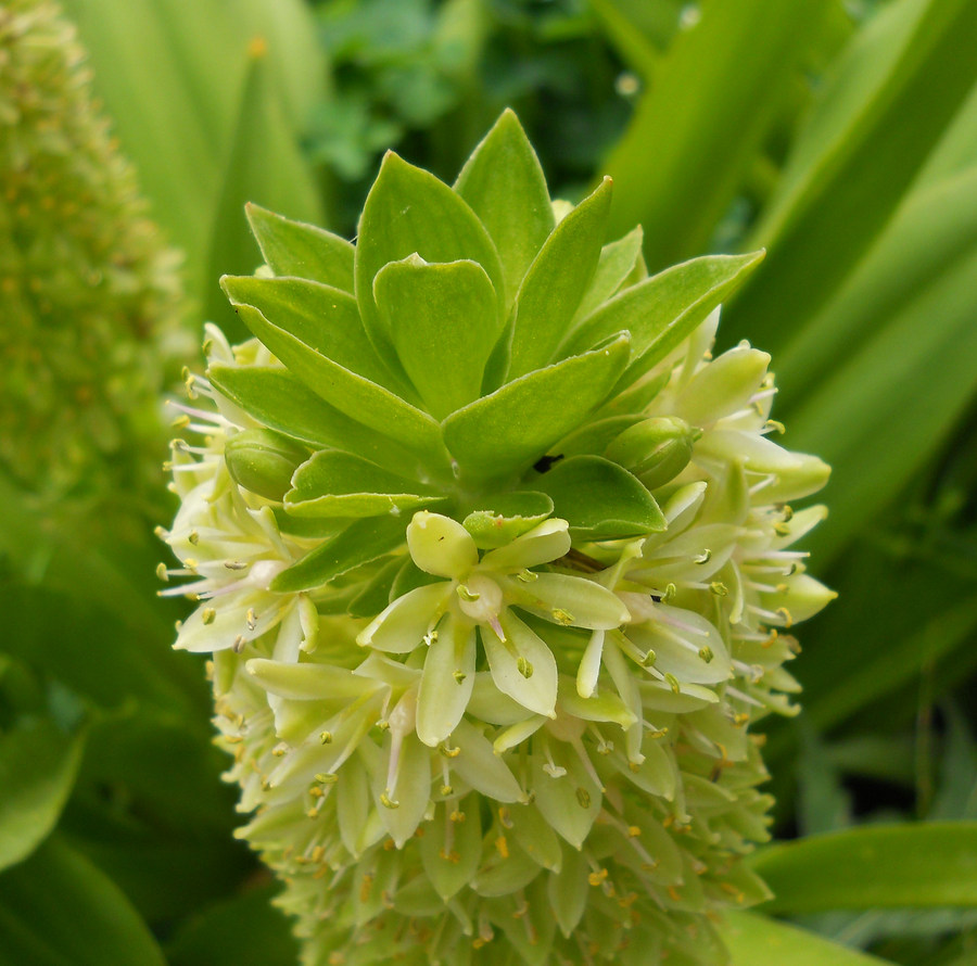 Image of Eucomis autumnalis specimen.