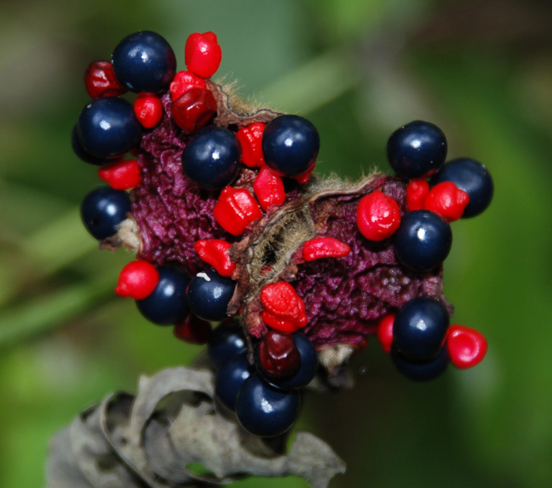 Image of Paeonia caucasica specimen.