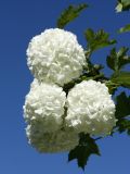 Viburnum opulus form roseum. Соцветия. Беларусь, Городокский р-н, дер. Езерище, в культуре. 12.06.2012.