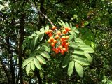 Sorbus aucuparia. Верхушка ветки с соплодием. Венгрия, Хевеш, г. Эгер, площадь Иштвана Добо. 11.09.2012.