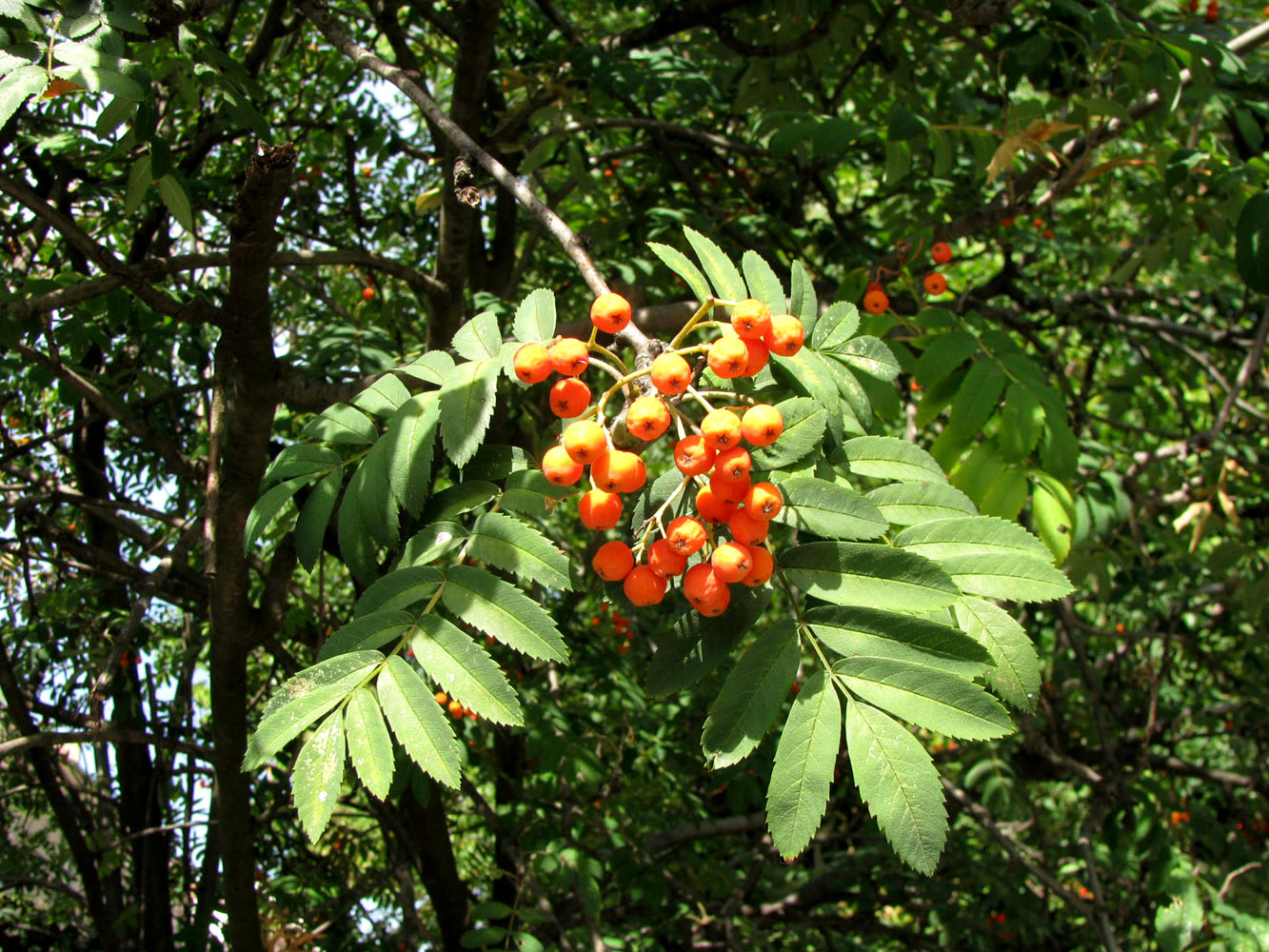 Image of Sorbus aucuparia specimen.