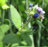 Asperugo procumbens. Верхушка расцветающего побега. Иркутская обл., пос. Листвянка, у забора вдоль грунтовой дороги. 03.07.2012.