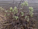 Salix lapponum. Угнетённое растение. Мурманская обл., Мончегорский городской округ, 3 км Ю-З с. Имандра, берег оз. Имандра. 05.07.2010.