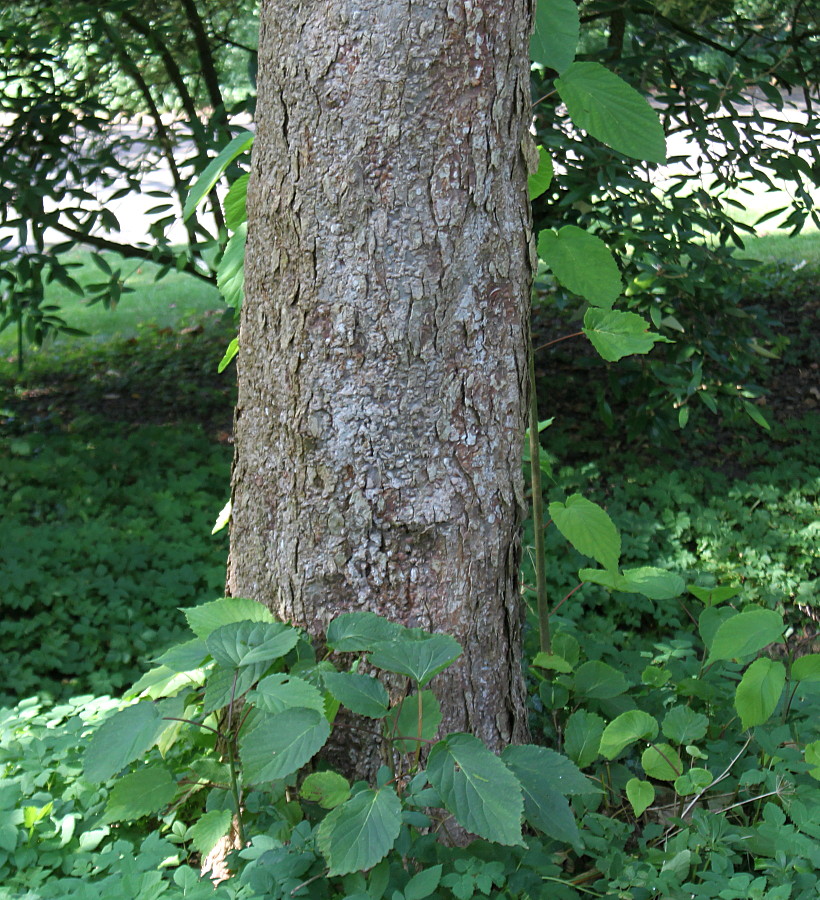 Изображение особи Davidia involucrata.