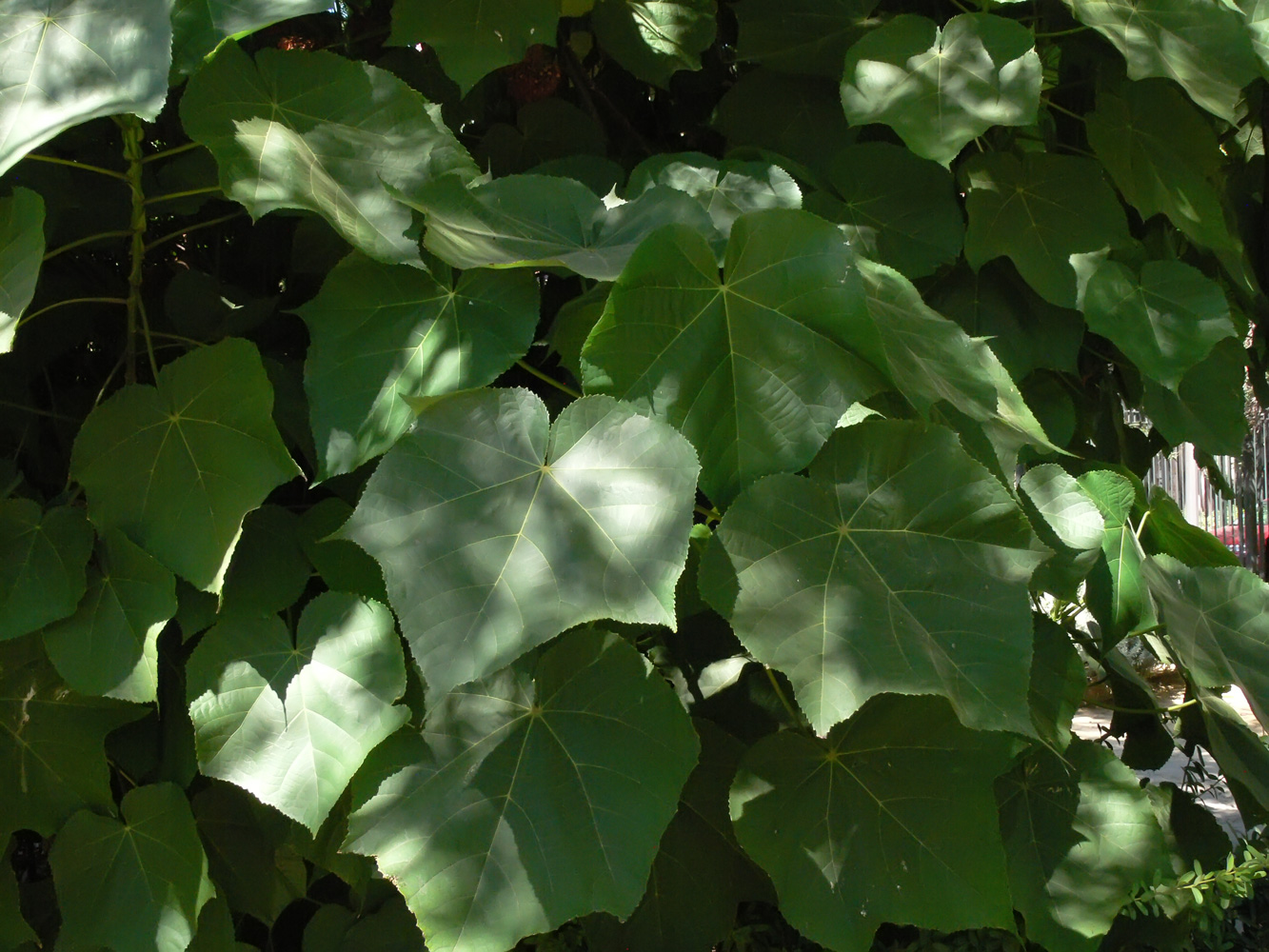 Image of genus Dombeya specimen.