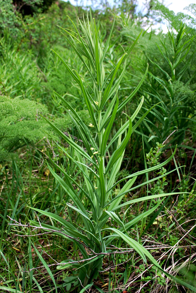 Image of Polygonatum sewerzowii specimen.