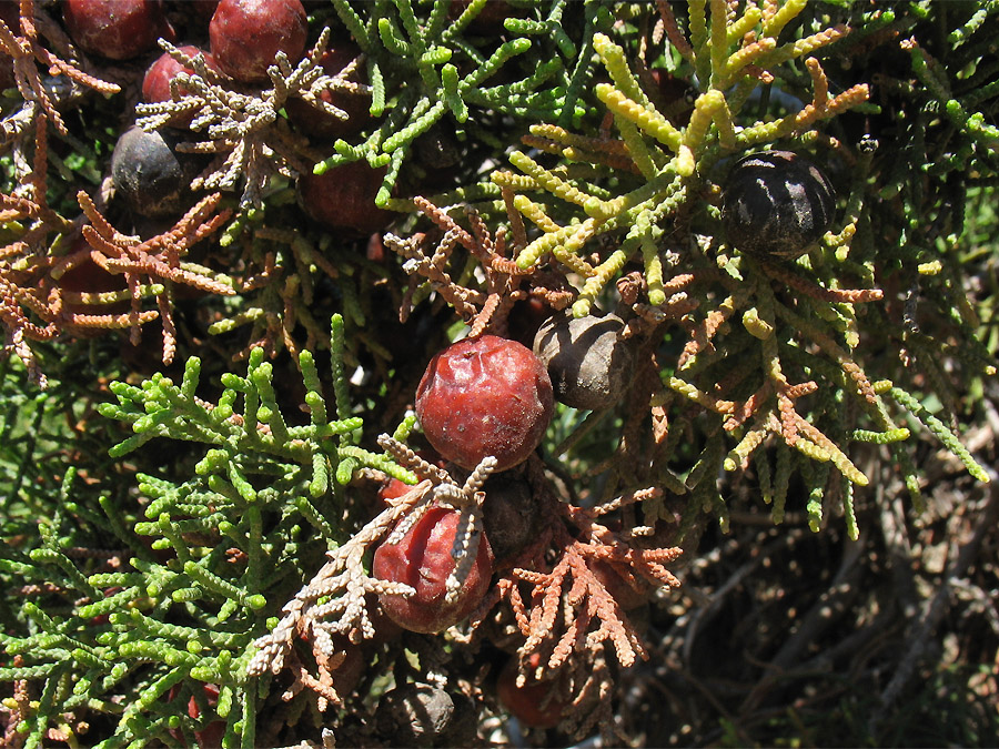 Изображение особи Juniperus phoenicea.