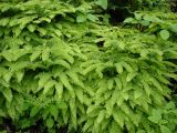 Смотреть изображение Adiantum pedatum