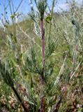 Artemisia marschalliana