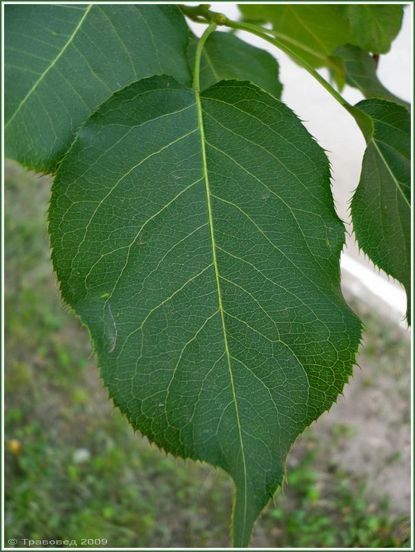 Image of Pyrus ussuriensis specimen.