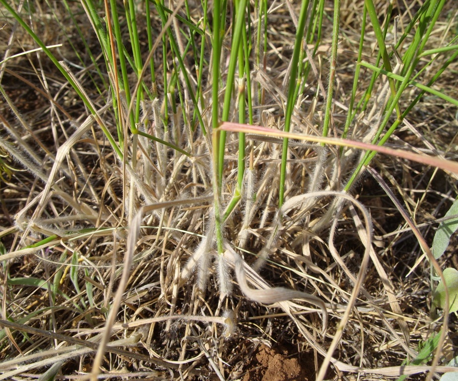 Image of genus Agropyron specimen.