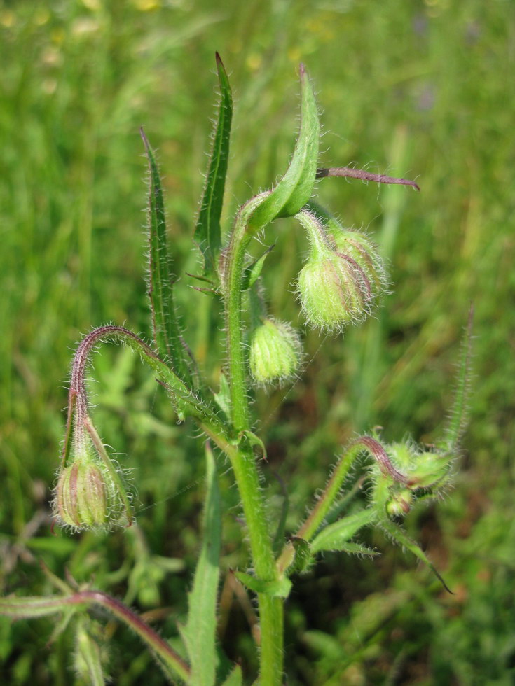 Изображение особи Crepis rhoeadifolia.