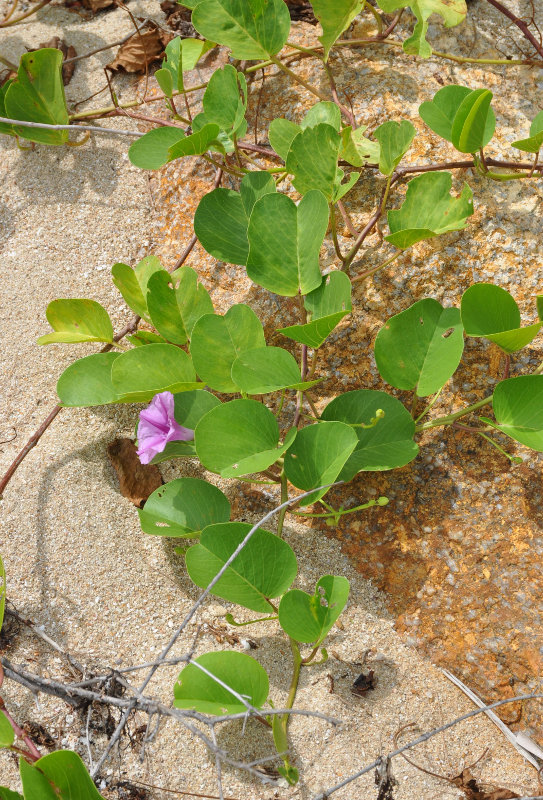 Image of Ipomoea pes-caprae specimen.