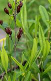 Hypericum frondosum. Часть соплодия. Германия, г. Krefeld, Ботанический сад. 10.06.2013.