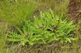 Cirsium esculentum. Цветущие растения. Свердловская обл., Горноуральский гор. округ, окр. пос. Уралец, заболачивающийся участок дна заброшенного дунитового карьера. 20.07.2013.