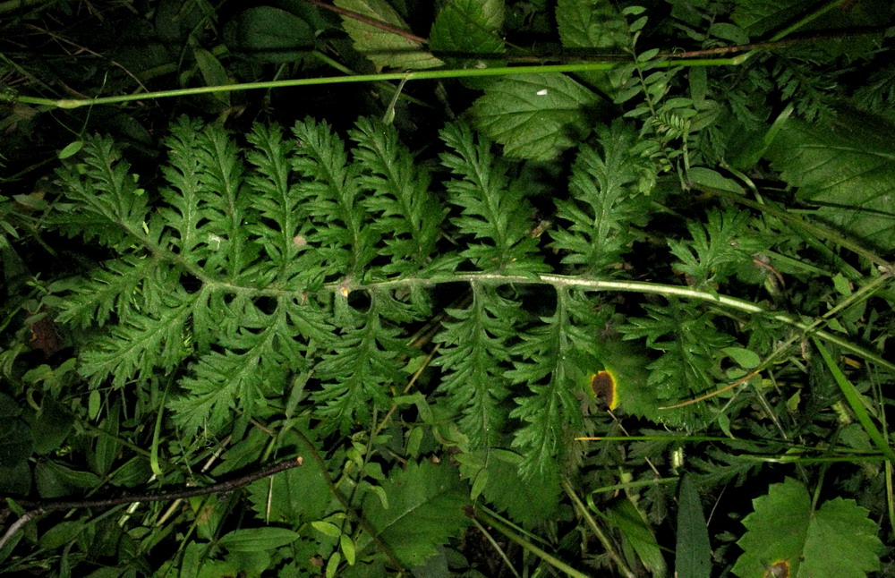 Image of Artemisia tanacetifolia specimen.