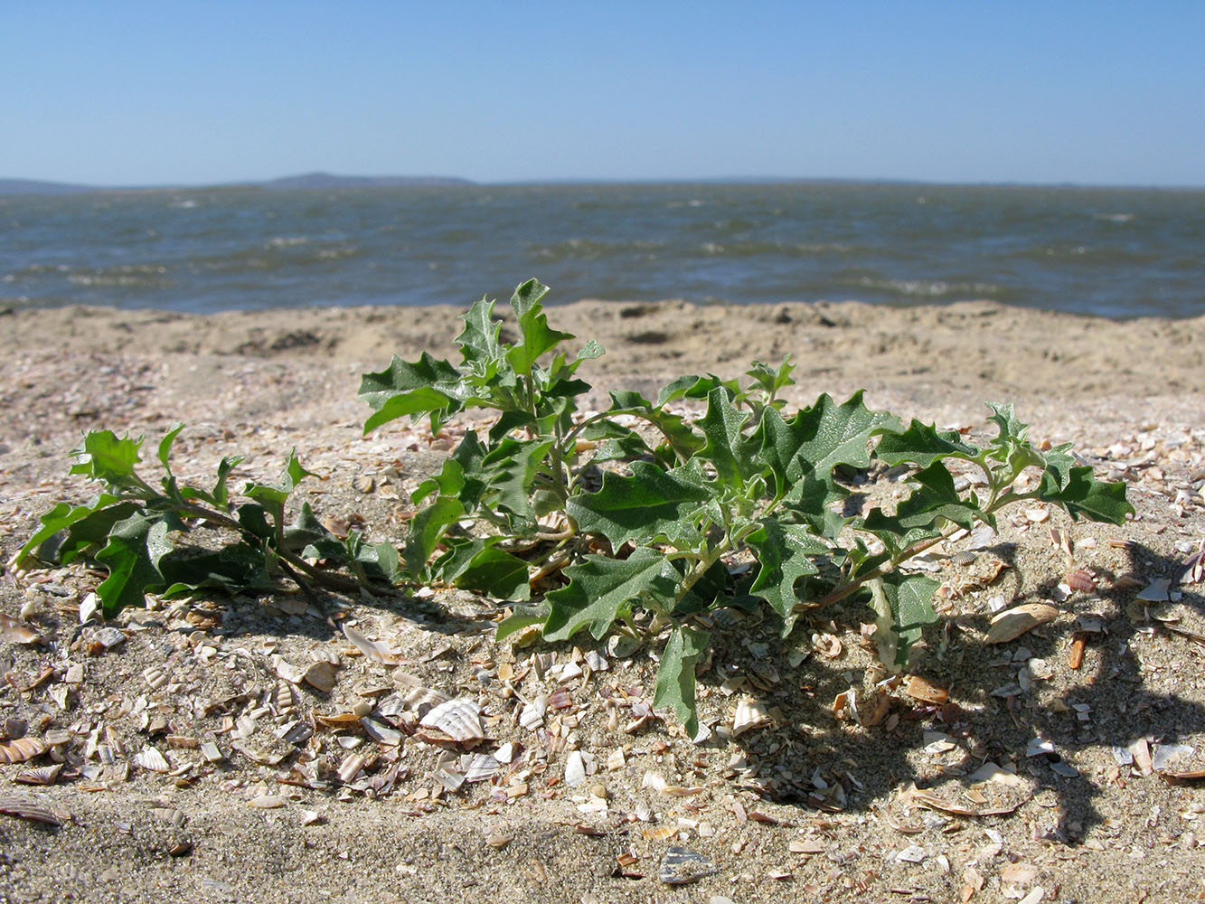 Image of Atriplex tatarica specimen.