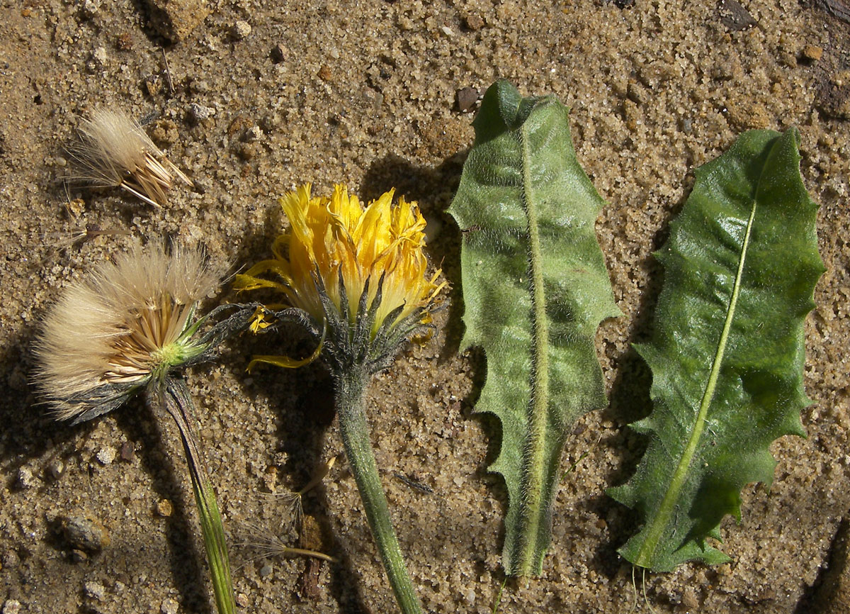 Image of Leontodon hispidus specimen.