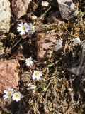 Dichodon cerastoides. Цветущие растения. Альпийские луга Заилийского Алатау, конец июля.