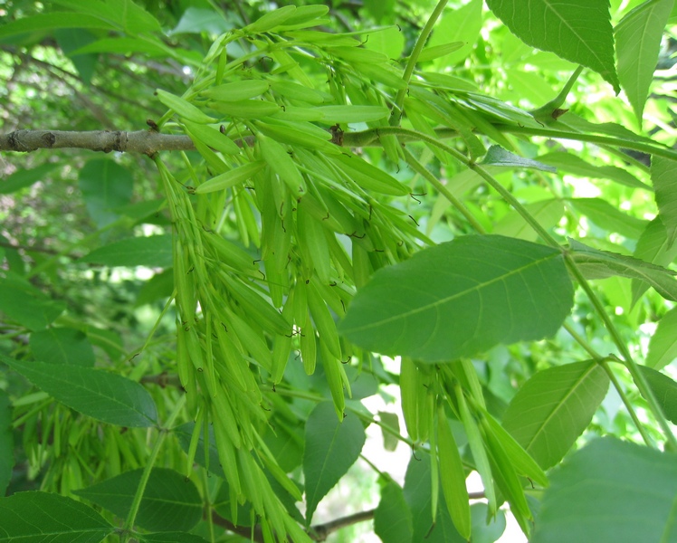 Image of Fraxinus pennsylvanica specimen.