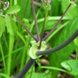 Thalictrum contortum. Основание соцветия. Приморский край, Шкотовский р-н, окр. с. Новонежино. 03.06.2012.