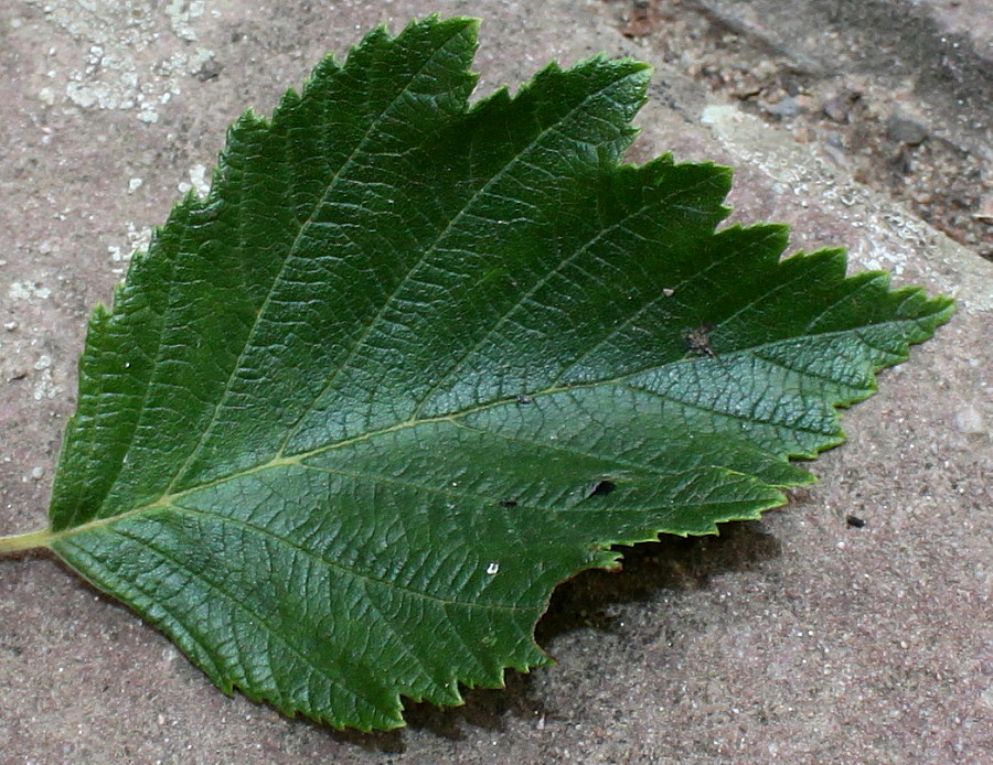 Изображение особи Alnus hirsuta.