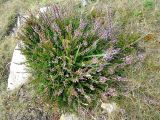 Calluna vulgaris. Цветущее растение. Франция, Западная Бретань, мыс Пен-Ир, вересковая пустошь. 25.07.2013.