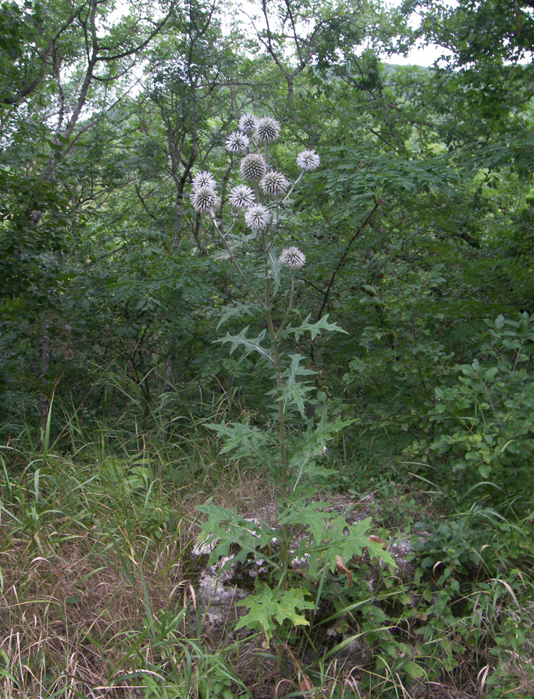 Image of Echinops sphaerocephalus specimen.