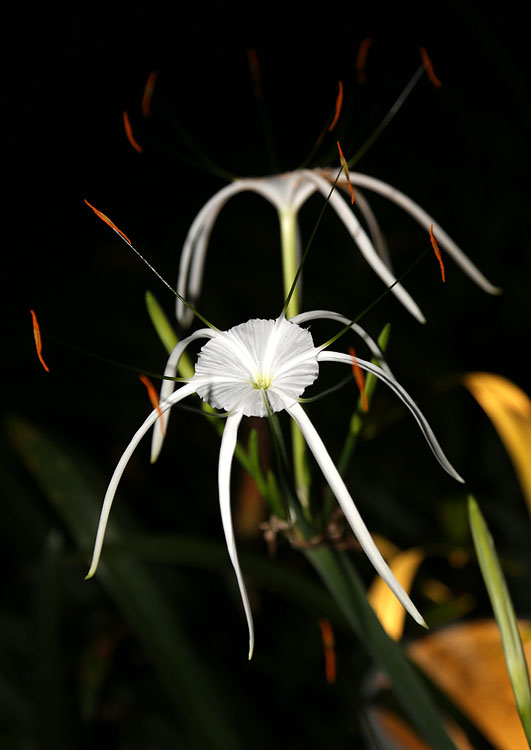 Изображение особи род Hymenocallis.