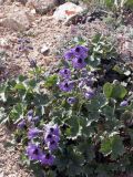 Delphinium oreophilum. Цветущее растение. Киргизия, Баткенская обл., Алайский хр. 18 июля 2011 г.