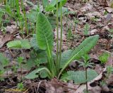 Primula veris