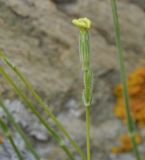 Silene flavescens подвид thessalonica