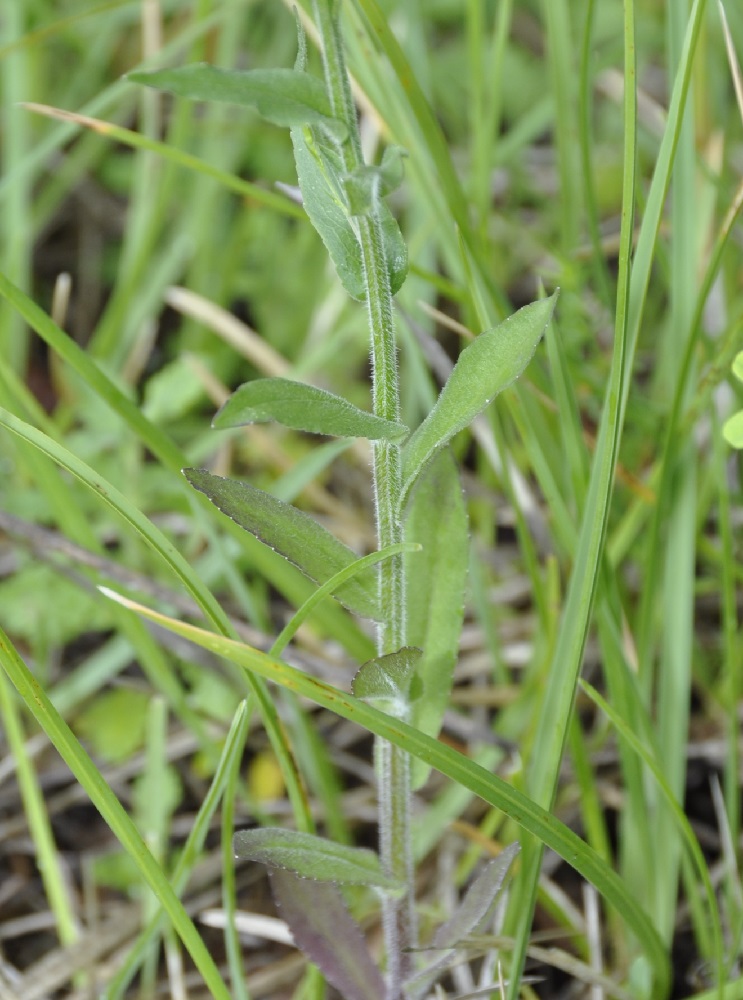 Image of Campanula sparsa specimen.