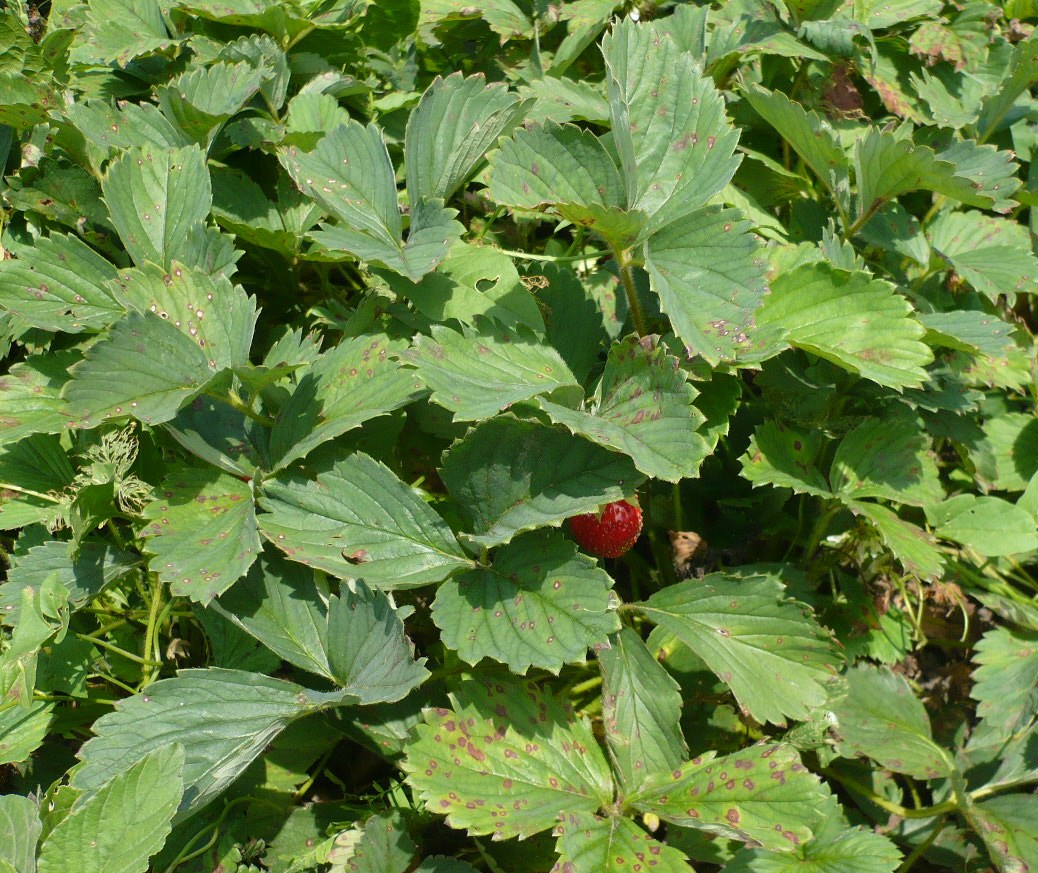 Image of Fragaria &times; ananassa specimen.