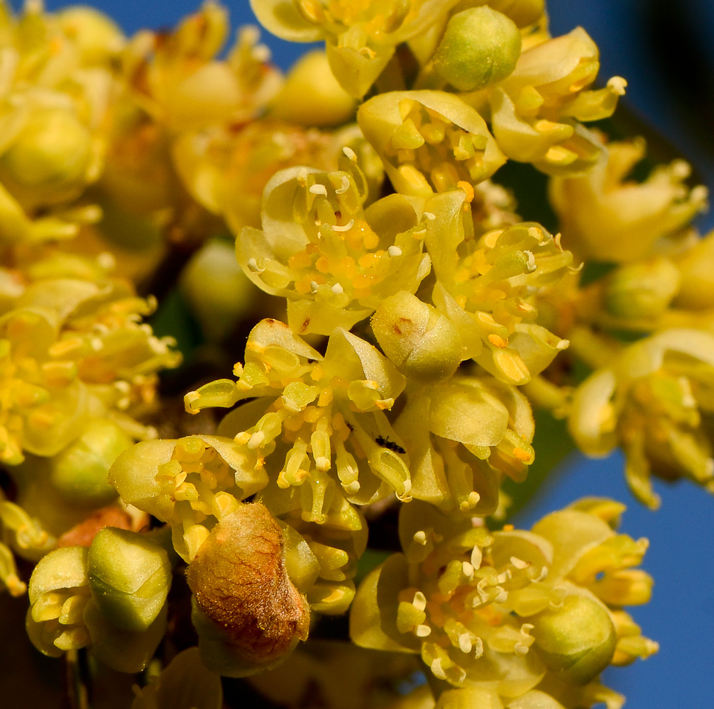 Image of Laurus nobilis specimen.