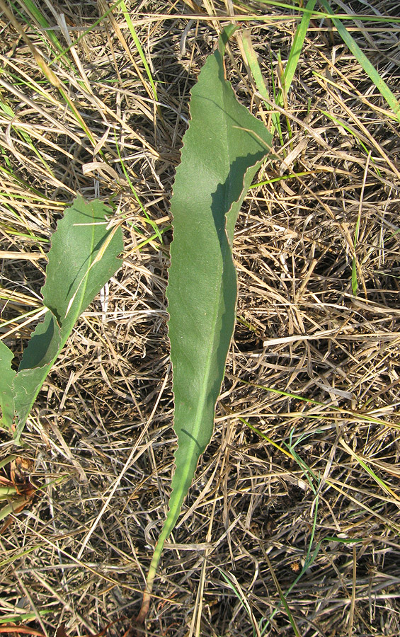 Image of Limonium scoparium specimen.