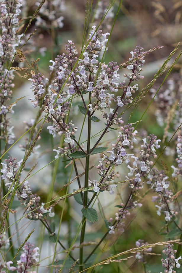 Image of Nepeta nuda specimen.