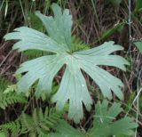 Aconitum sukaczevii