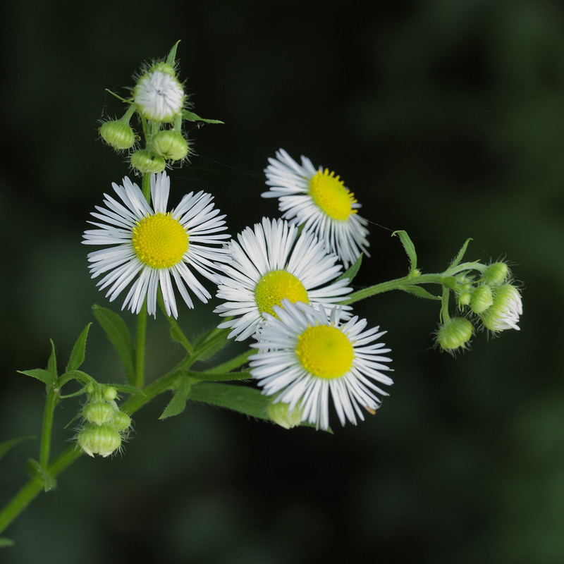 Image of Erigeron annuus specimen.