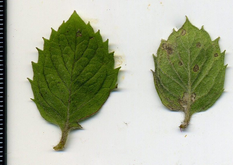 Image of Mentha &times; dalmatica specimen.