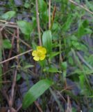 Ranunculus flammula