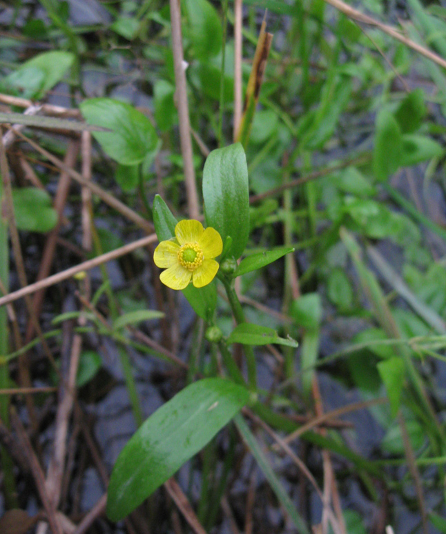 Image of Ranunculus flammula specimen.