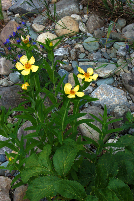 Image of Hypericum ascyron specimen.