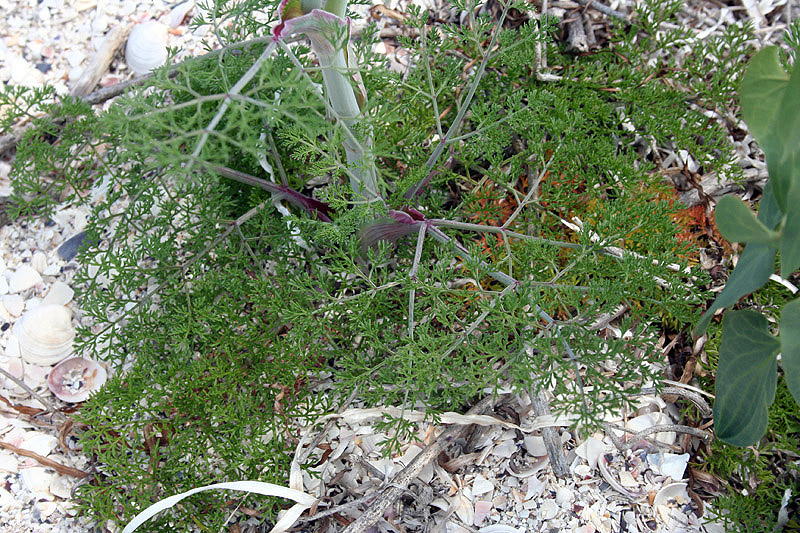 Image of Astrodaucus littoralis specimen.