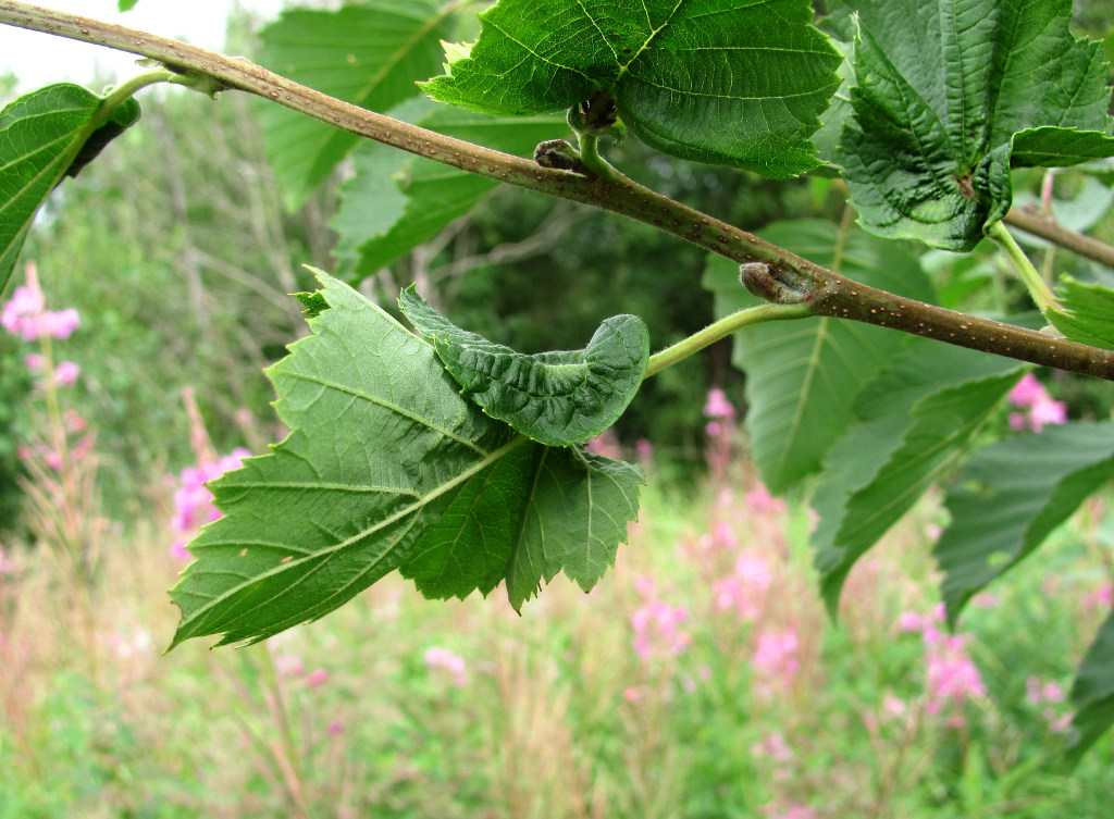 Изображение особи Alnus incana.